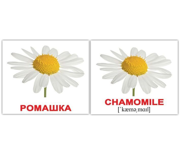 КВІТИ / FLOWERS МІНІ 20. Картки Домана. Російськомовний підпис. 1228421121 фото