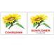 Квіти/Flowers. Карточки Домана англо-українські. 20 шт. 969545353 фото 1