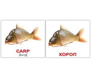 Водяні тварини/Water animals. Карточки Домана англо-українські. 40 шт. 969562918 фото