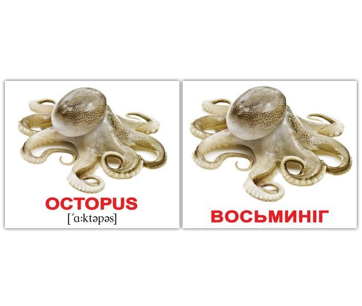 Водяні тварини/Water animals. Карточки Домана англо-українські. 40 шт. 969562918 фото