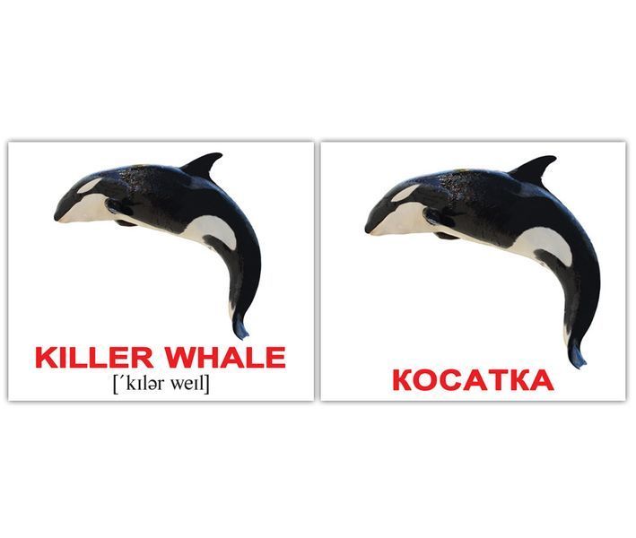 Водяні тварини/Water animals. Карточки Домана англо-українські. 40 шт. 969562918 фото