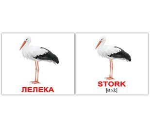 Птахи/Birds . Карточки Домана англо-українські. 40 шт. 971094098 фото