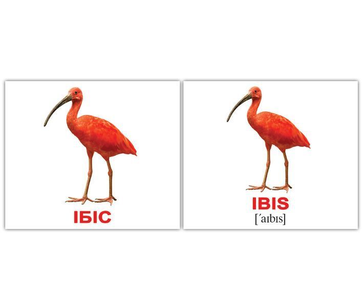 Птицы/Birds. Карточки Домана англо-украинские. 40 шт. 971094098 фото