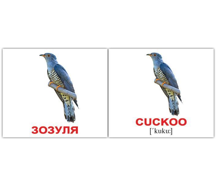 Птицы/Birds. Карточки Домана англо-украинские. 40 шт. 971094098 фото