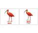Птицы/Birds. Карточки Домана англо-украинские. 40 шт. 971094098 фото 3