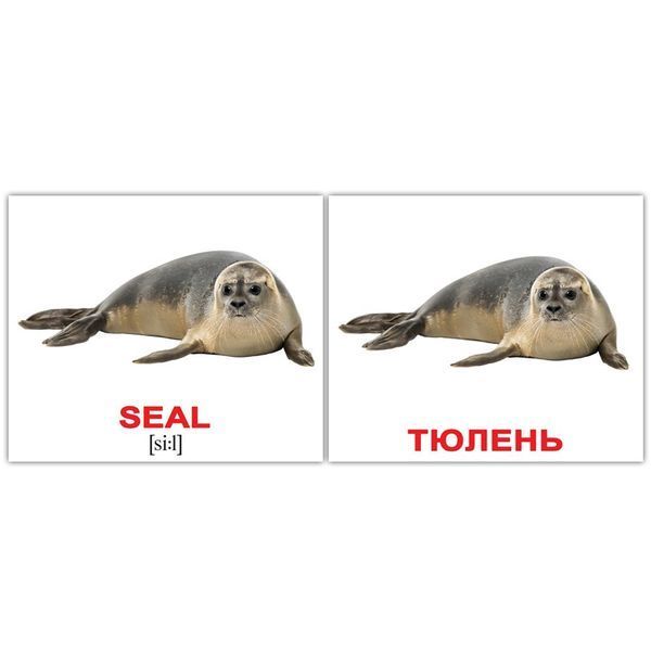 ВОДНЫЕ ЖИВОТНЫЕ/WATER ANIMALS 40. Карточки Домана на русском языке 1228434007 фото