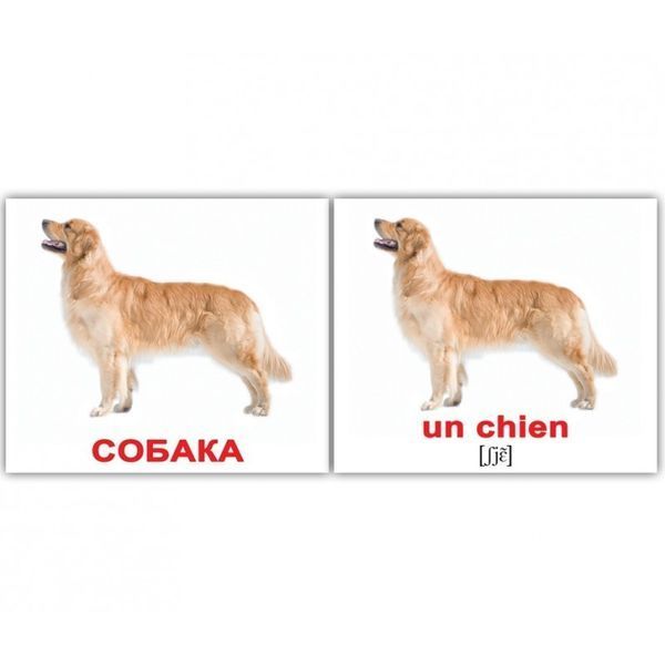 Свійські тварини/Les animaux domestiques. 20 шт. Карточки Домана. 1231413536 фото