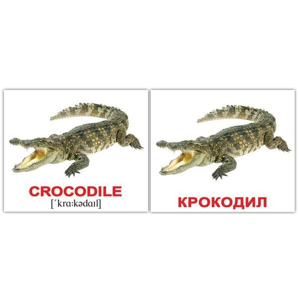ВОДНЫЕ ЖИВОТНЫЕ/WATER ANIMALS 40. Карточки Домана на русском языке 1228434007 фото