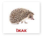 Дикі тварини. Картки Домана 248717850 фото