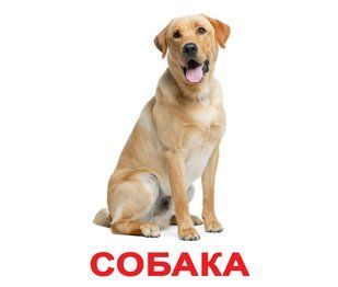Мои первые знания . 40 шт.. Карточки Домана на русском языке. Ламинированные 277280112 фото