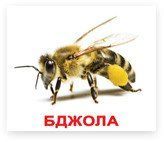 Насекомые. Карточки Домана на украинском языке 250191695 фото