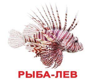 Мешканці вод. Карточки Домана російською мовою. Ламіновані 277280340 фото