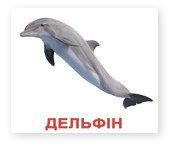 Мешканці водойм. Картки Домана 250203058 фото