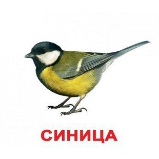 ПТАХИ. Карточки Домана російською мовою. Ламіновані 1227288938 фото