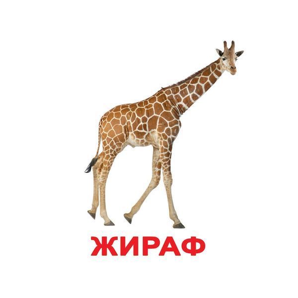 Моя перша валіза. Вундекінд з пелюшок.Карточки Домана. Російськомовний підпис. 1317083713 фото